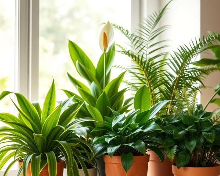 Hoe kies je planten voor een luchtzuiverend effect?